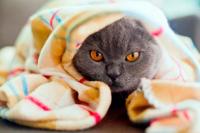 Болезни печени у кошек