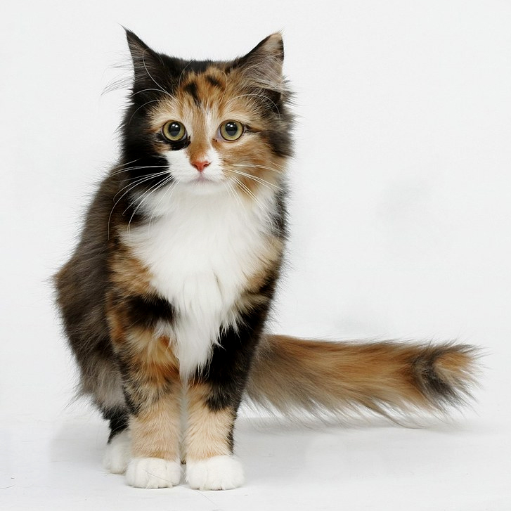 Cat1