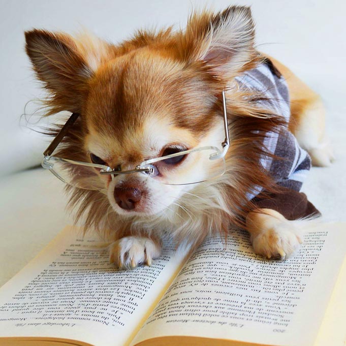 dog-is-reading-book