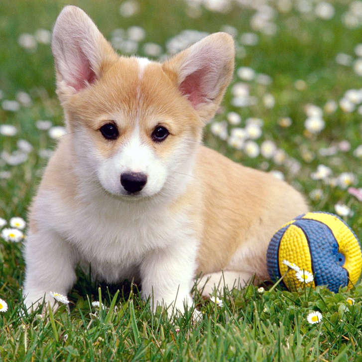 dog1