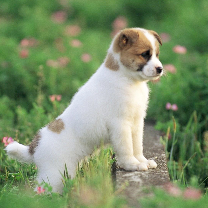 dog2